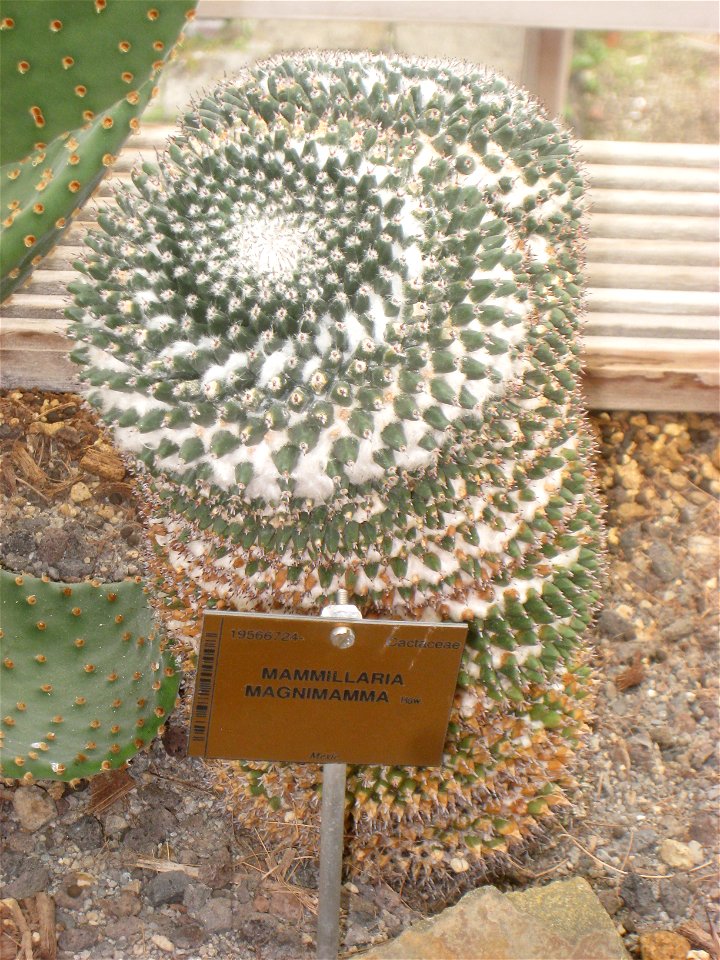 Mammillaria magnimamma specimen in the National Botanic Garden of Belgium, Meise, just north of Brussels, Belgium.