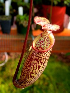 Cultivated N. macfarlanei.