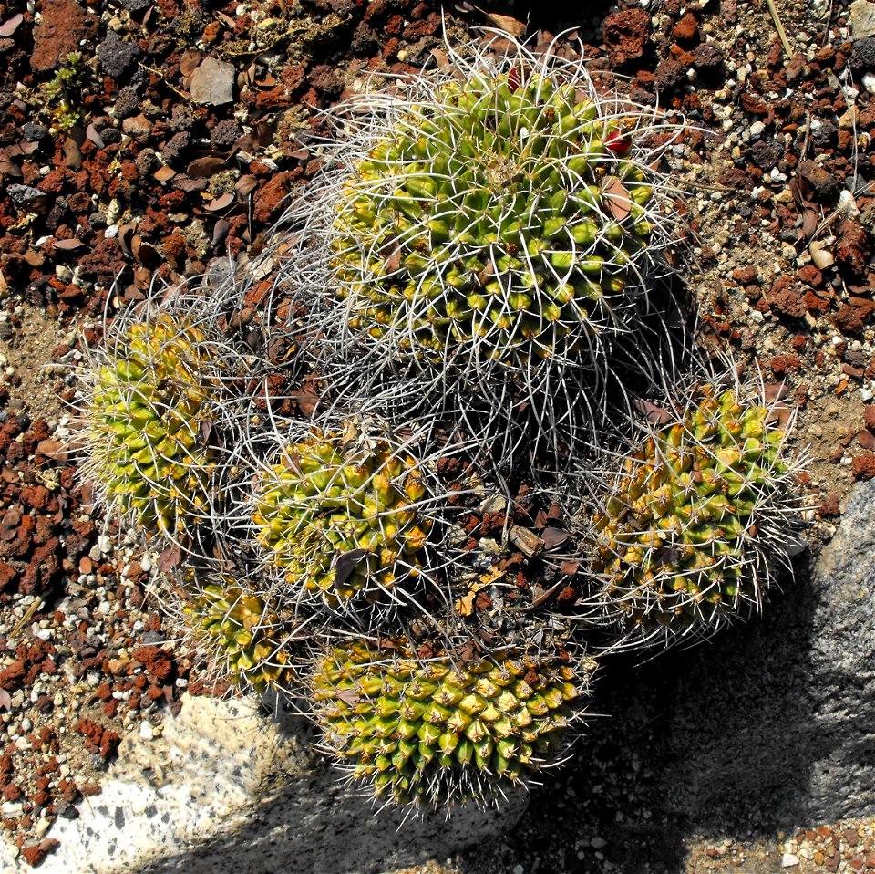 Mammillaria magnimamma at the Huntington Library & Botanical Gardens in San Marino, California, USA. Identified by sign.