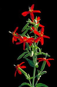 Image title: Deep red royal catchfly flower with white center silene regia
Image from Public domain images website, http://www.public-domain-image.com/full-image/flora-plants-public-domain-images-pict