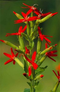 Image title: Royal catchfly plant flower silene regia
Image from Public domain images website, http://www.public-domain-image.com/full-image/flora-plants-public-domain-images-pictures/flowers-public-d
