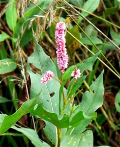 Pink Smartweed Persicaria bicornis (syn. Polygonum bicorne)