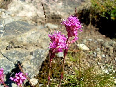 Silene suecica - photo is taken at the base of Mount Kebnekaise