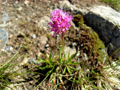 Silene suecica - photo is taken at the base of Mount Kebnekaise