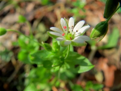 Hain-Sternmiere (Stellaria nemorum) im Schwetzinger Hardt