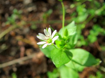 Hain-Sternmiere (Stellaria nemorum) im Schwetzinger Hardt