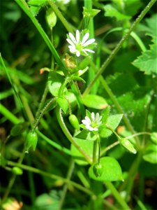 Hain-Sternmiere (Stellaria nemorum) im Landschaftsschutzgebiet „Drahtzugweiher und das Habsterwiesental“ in Alt-Saarbrücken