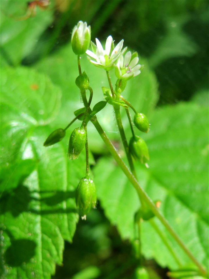 Hain-Sternmiere (Stellaria nemorum) im Landschaftsschutzgebiet „Drahtzugweiher und das Habsterwiesental“ in Alt-Saarbrücken