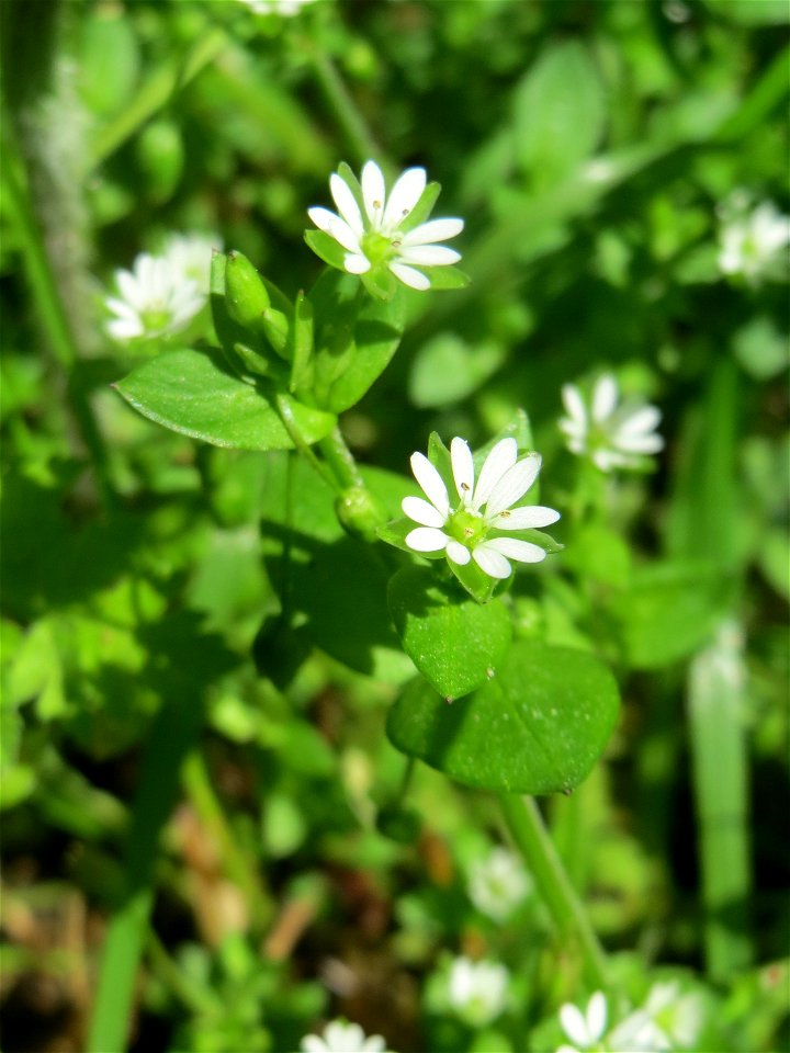 Hain-Sternmiere (Stellaria nemorum) im Landschaftsschutzgebiet „Drahtzugweiher und das Habsterwiesental“ in Alt-Saarbrücken