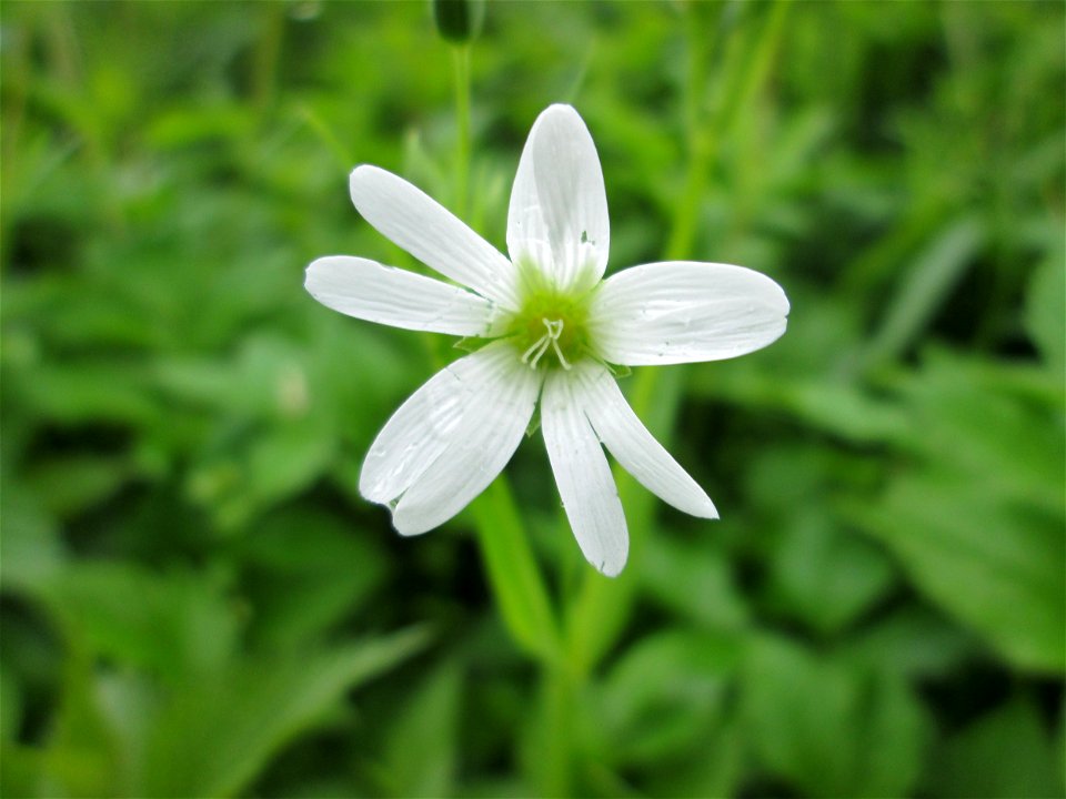 Große Sternmiere (Stellaria holostea) im Deutschmühlental in Alt-Saarbrücken