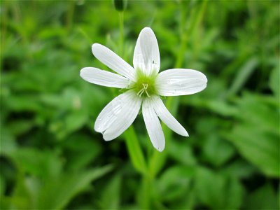 Große Sternmiere (Stellaria holostea) im Deutschmühlental in Alt-Saarbrücken