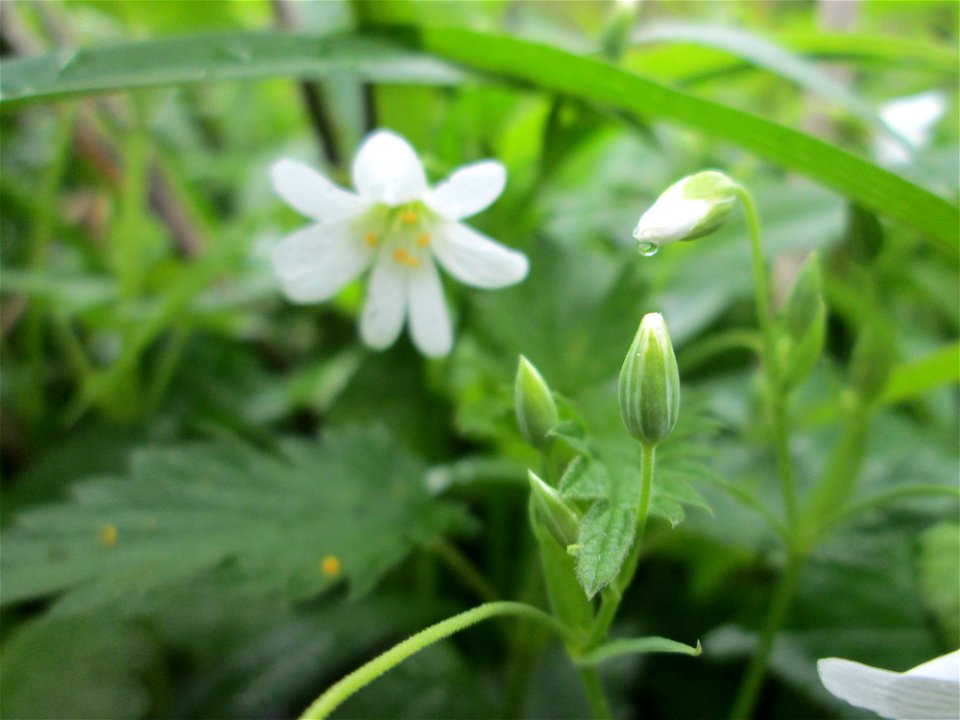 Große Sternmiere (Stellaria holostea) im Deutschmühlental in Alt-Saarbrücken