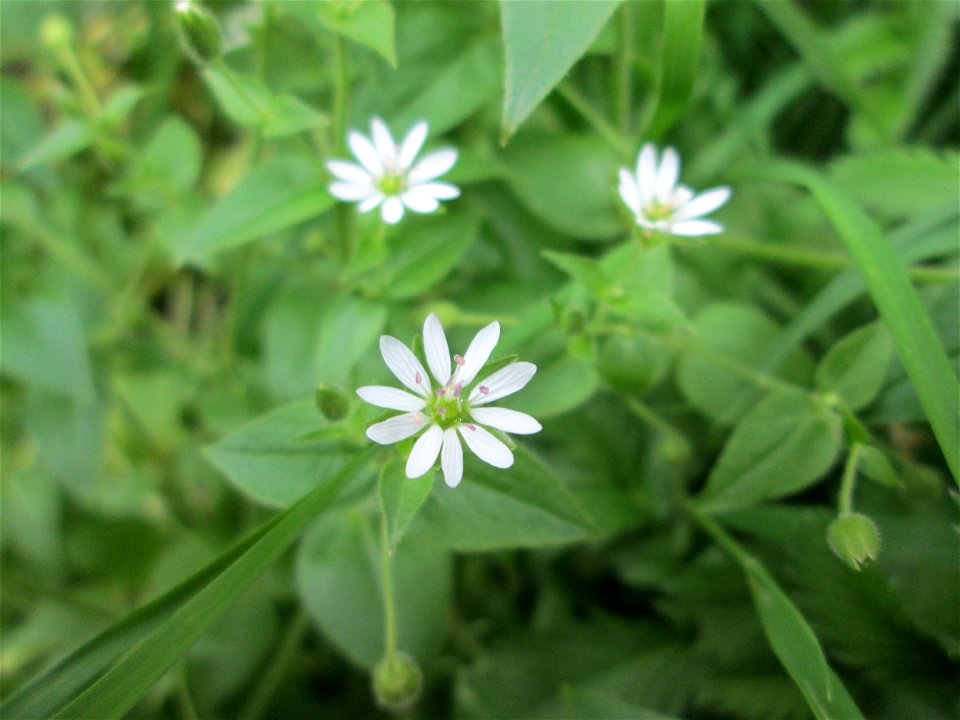Hain-Sternmiere (Stellaria nemorum) im Landschaftsschutzgebiet „Drahtzugweiher und das Habsterwiesental“ in Alt-Saarbrücken
