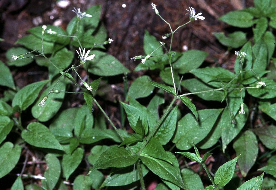 Stellaria nemorum, eigenes Foto von 1989, Oberfranken, de:Benutzer:Fornax, lizenz: Bild-PD
Polski:  Gwiazdnica gajowa Stellaria nemorum, Górna Frankonia