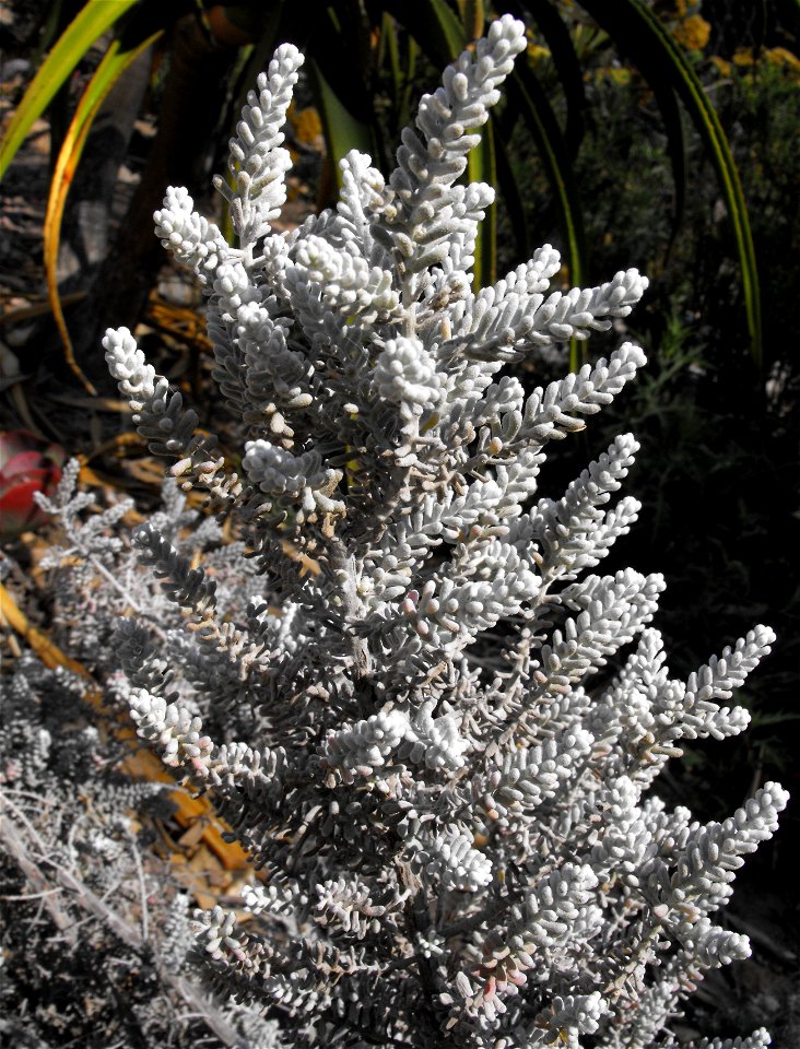 .
At the San Diego Botanic Garden (formerly Quail Botanical Gardens) in Encinitas, California.
