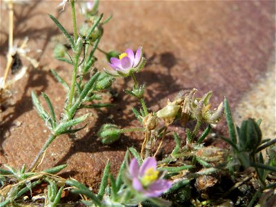 Ritzenbotanik: Rote Schuppenmiere (Spergularia rubra) in Wiesbaden-Nordenstadt