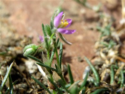 Ritzenbotanik: Rote Schuppenmiere (Spergularia rubra) in Wiesbaden-Nordenstadt