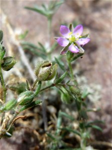 Ritzenbotanik: Rote Schuppenmiere (Spergularia rubra) in Wiesbaden-Nordenstadt