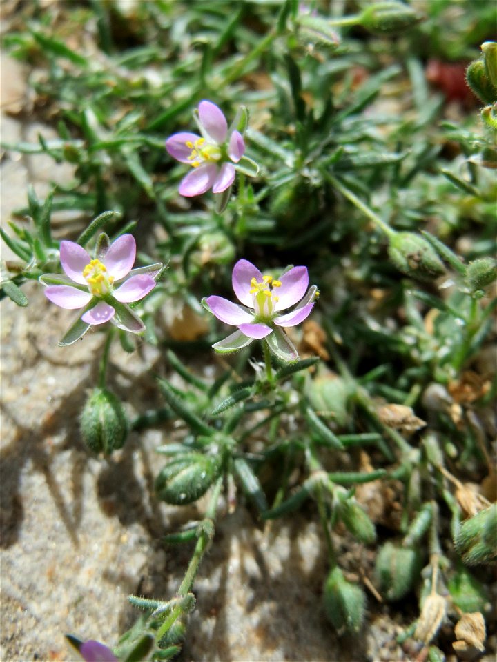 Ritzenbotanik: Rote Schuppenmiere (Spergularia rubra) in Wiesbaden-Nordenstadt