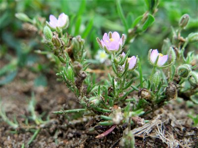 Rote Schuppenmiere (Spergularia rubra) auf einer halboffenen Sand-Brachfläche bei Hockenheim