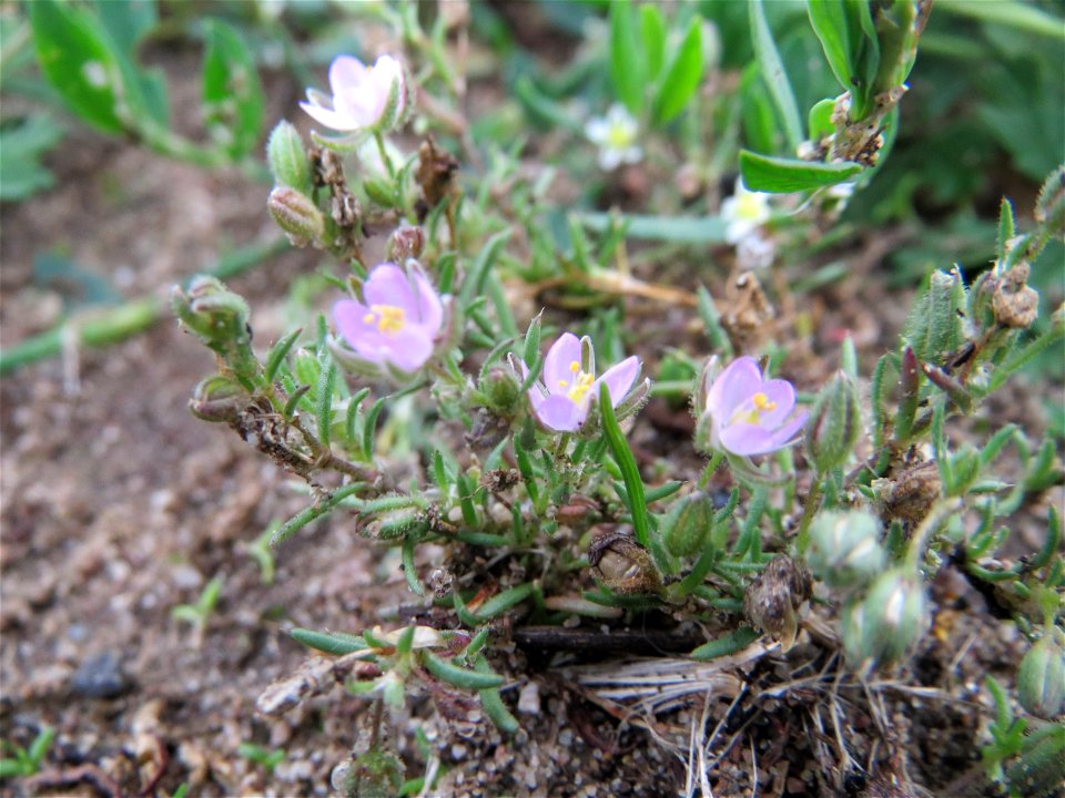 Rote Schuppenmiere (Spergularia rubra) auf einer halboffenen Sand-Brachfläche bei Hockenheim