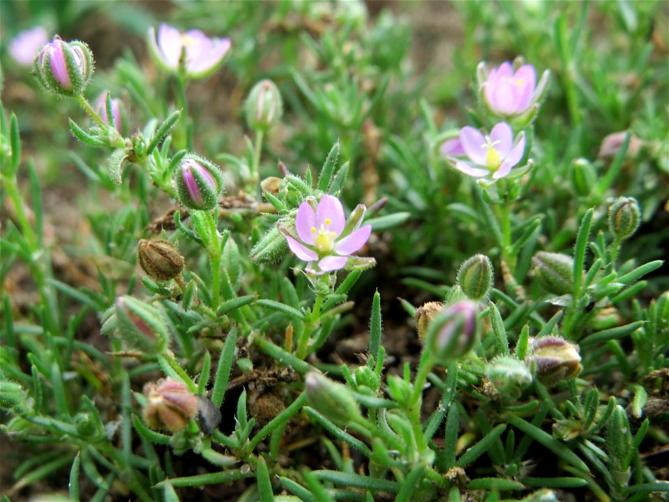 Rote Schuppenmiere (Spergularia rubra) auf einer halboffenen Sand-Brachfläche bei Hockenheim