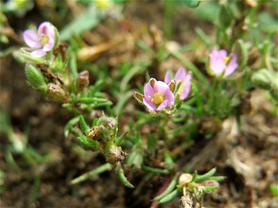 Rote Schuppenmiere (Spergularia rubra) auf einer halboffenen Sand-Brachfläche bei Hockenheim