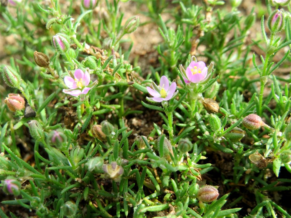 Rote Schuppenmiere (Spergularia rubra) auf einer halboffenen Sand-Brachfläche bei Hockenheim