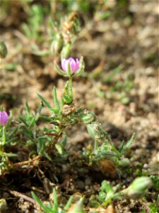 Rote Schuppenmiere (Spergularia rubra) auf einer halboffenen Sand-Brachfläche bei Hockenheim