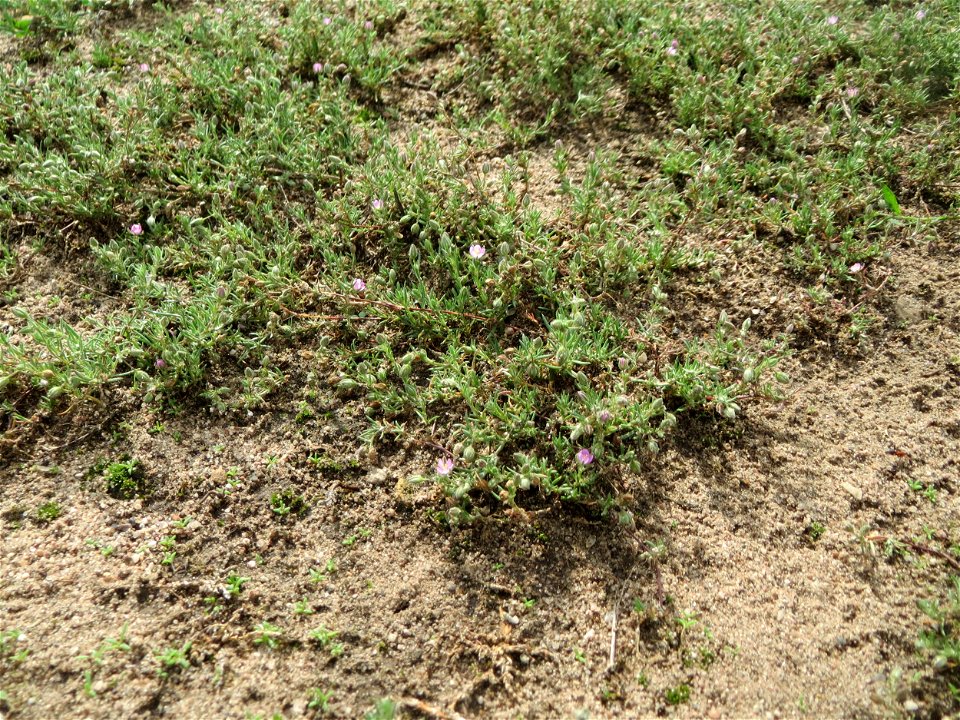 Habitus der Roten Schuppenmiere (Spergularia rubra) auf einer halboffenen Sand-Brachfläche bei Hockenheim