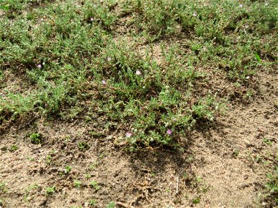 Habitus der Roten Schuppenmiere (Spergularia rubra) auf einer halboffenen Sand-Brachfläche bei Hockenheim