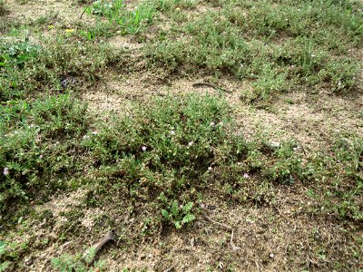 Habitus der Roten Schuppenmiere (Spergularia rubra) auf einer halboffenen Sand-Brachfläche bei Hockenheim