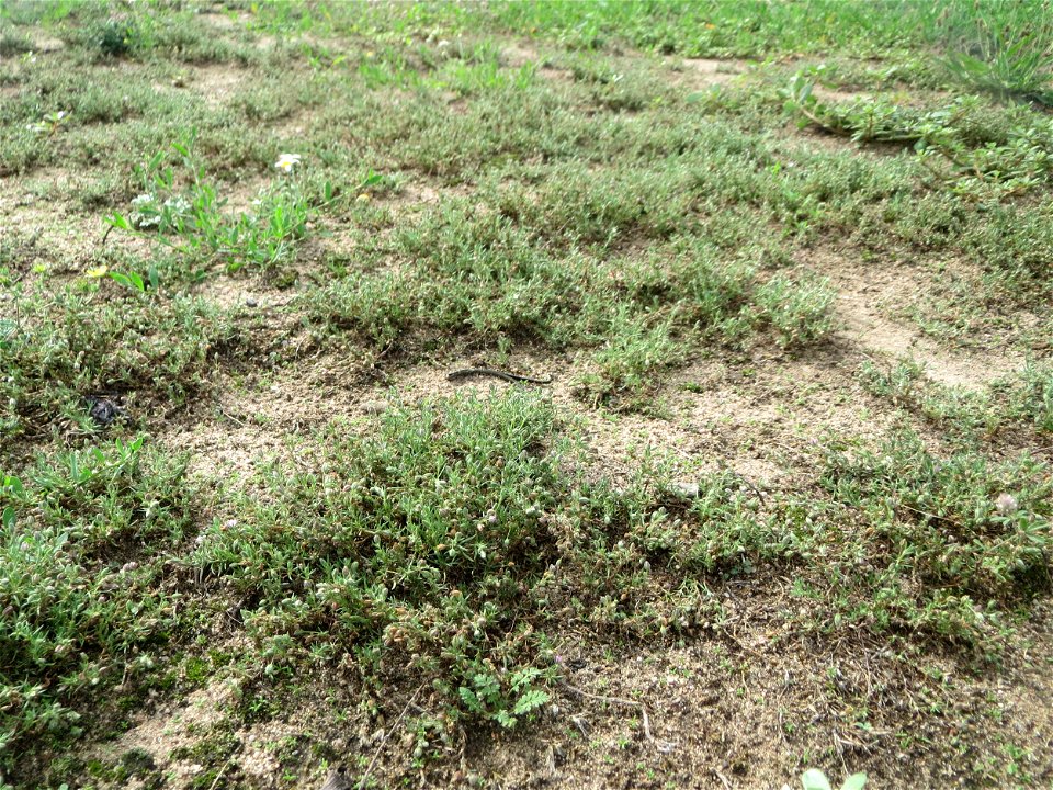 Habitus der Roten Schuppenmiere (Spergularia rubra) auf einer halboffenen Sand-Brachfläche bei Hockenheim