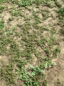 Habitus der Roten Schuppenmiere (Spergularia rubra) auf einer halboffenen Sand-Brachfläche bei Hockenheim