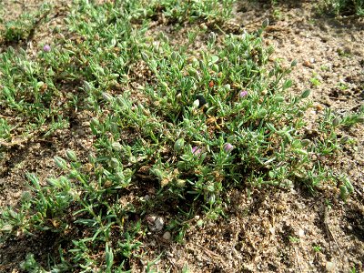 Habitus der Roten Schuppenmiere (Spergularia rubra) auf einer halboffenen Sand-Brachfläche bei Hockenheim