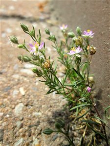 Rote Schuppenmiere (Spergularia rubra) am Straßenrand in Hockenheim