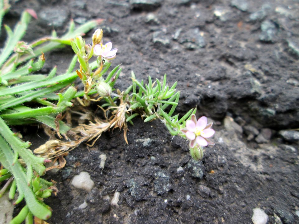 Rote Schuppenmiere (Spergularia rubra) am Straßenrand bei Kennfus