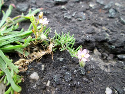 Rote Schuppenmiere (Spergularia rubra) am Straßenrand bei Kennfus