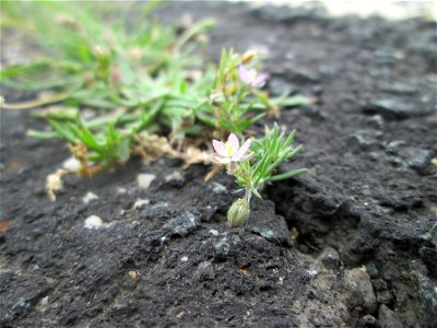 Rote Schuppenmiere (Spergularia rubra) am Straßenrand bei Kennfus