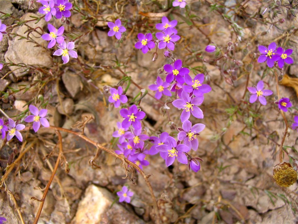 Spergularia purpurea