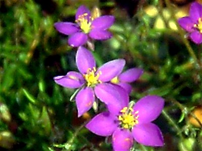 Spergularia rubra Flower Closeup Mestanza, Spain