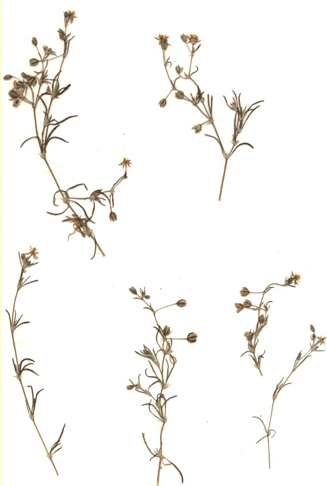 Spergularia rubra, eigener Herbarbeleg von 1986, Unterfranken