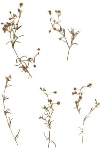 Spergularia rubra, eigener Herbarbeleg von 1986, Unterfranken