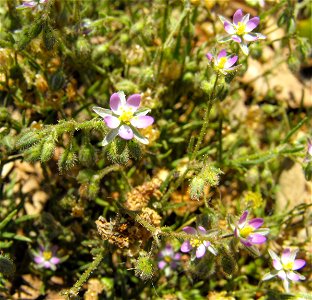Spergularia rubra at Blue Sky Ecological Reserve in Poway, California, USA.
