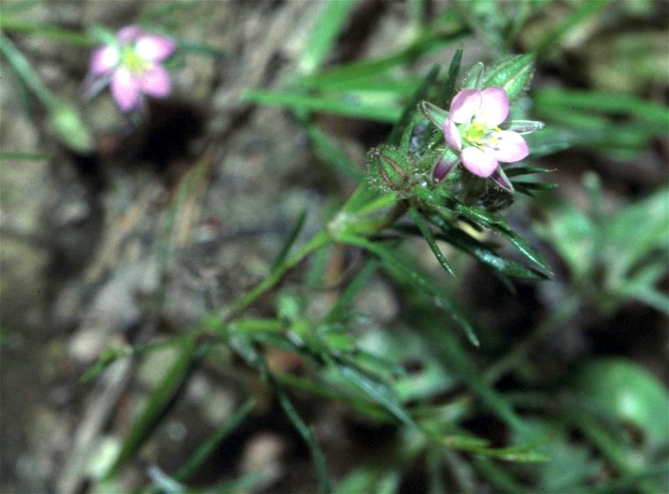Spergularia rubra in Unterfranken
