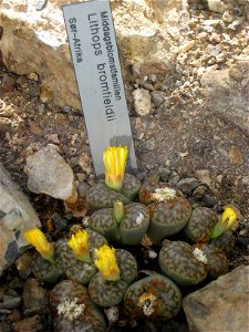 Lithops bromfieldii, Oslo Botanical Garden, Oslo, Norway. photo