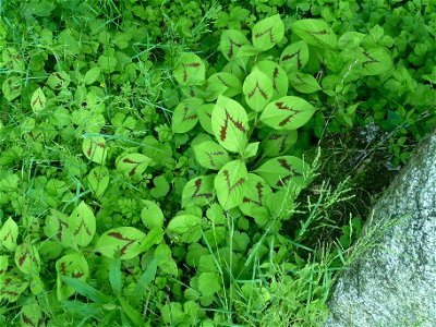 Antenoron filiforme with prominent V shape patterns on its leaves (Yokohama, Japan)