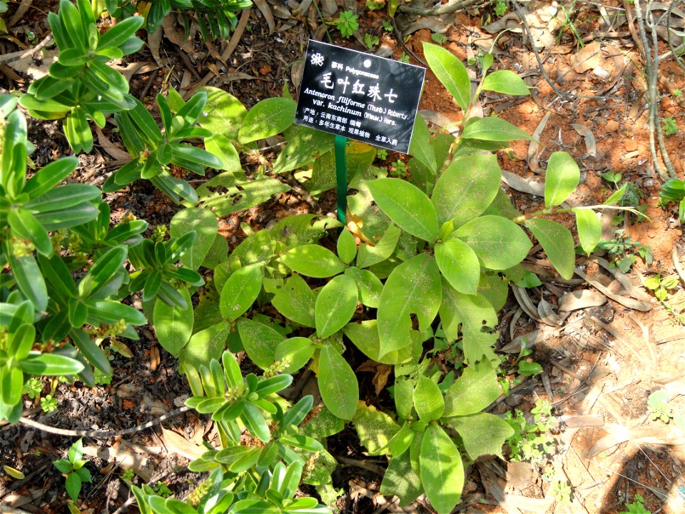 Plant specimen in the Kunming Botanical Garden, Kunming, Yunnan, China.