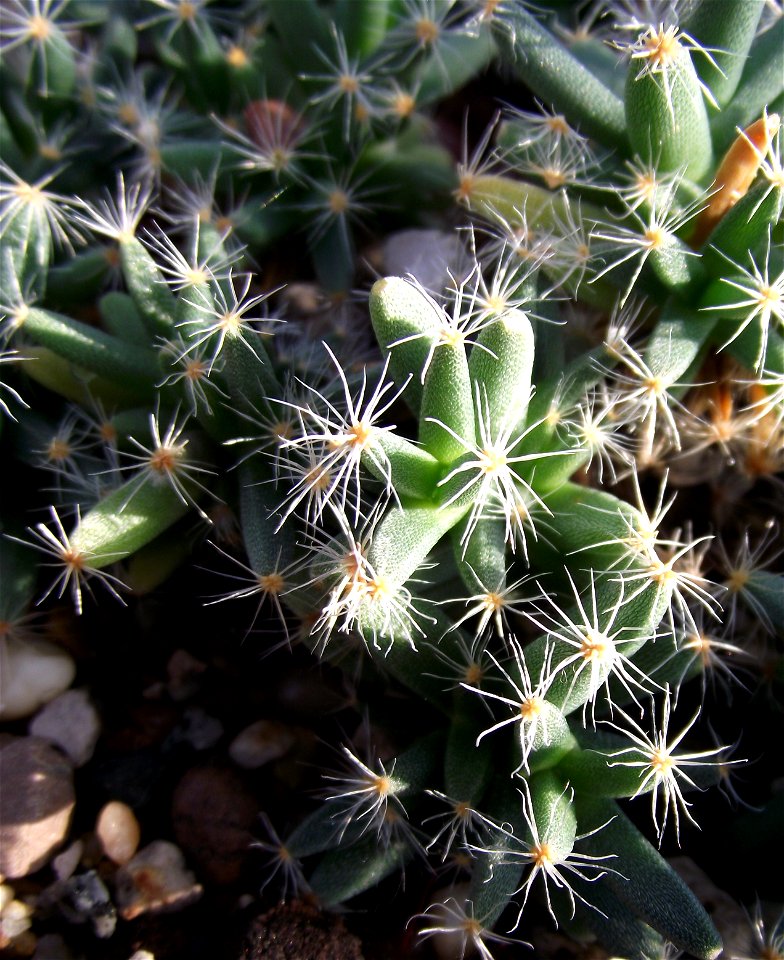 Trichodiadema densum at the Volunteer Park Conservatory, Seattle, Washington, USA. Identified by sign.