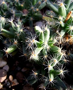 Trichodiadema densum at the Volunteer Park Conservatory, Seattle, Washington, USA. Identified by sign. photo